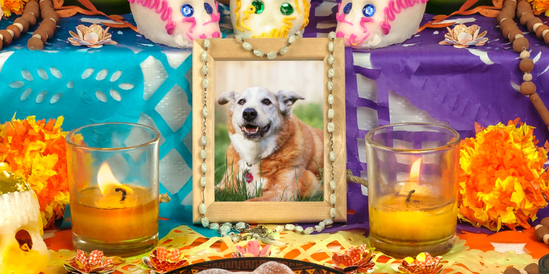 A decorated ofrenda with a framed photo of a senior dog.