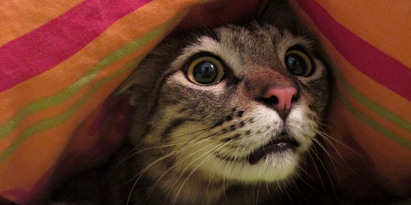 A cat hiding underneath a blanket.
