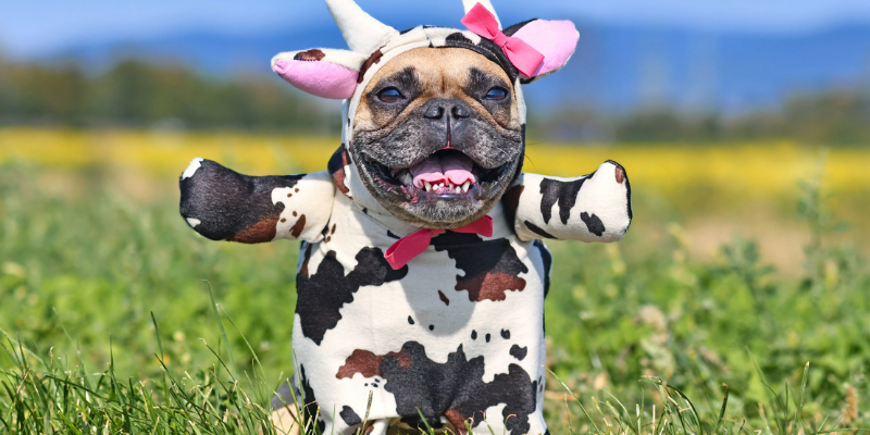 A pug dressed in a cow costume standing in an open field.