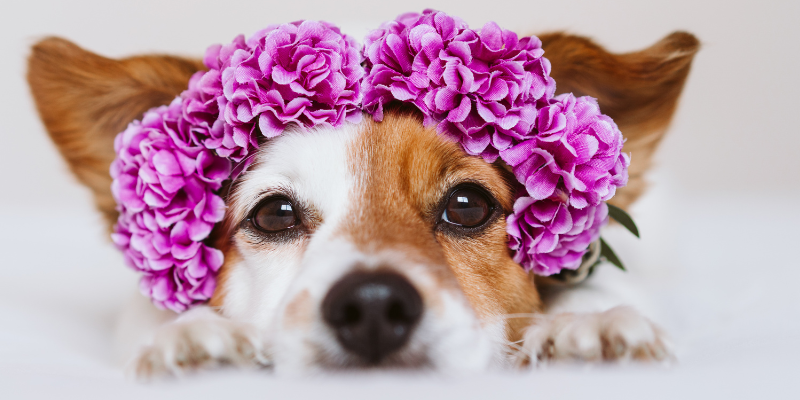 A dog with a purple floral crown on its head. 