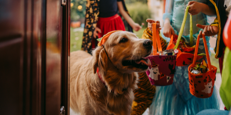 A dog with a pumpkin hat going up to a door with kids to Trick-or-Treat.