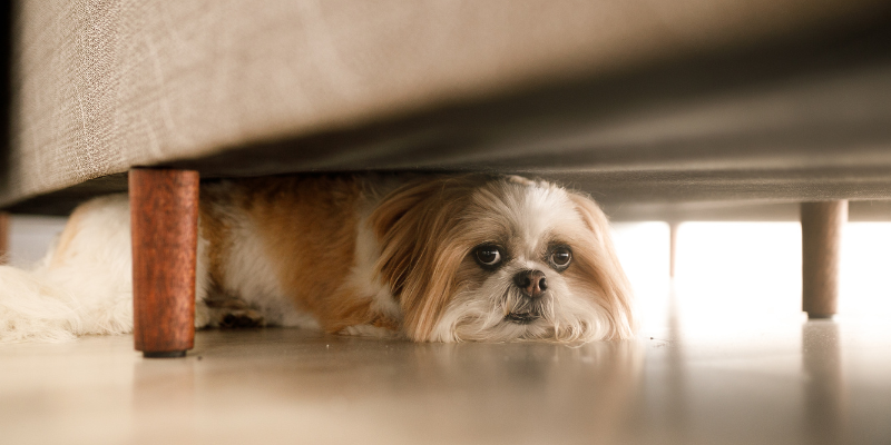 A dog hiding underneath a couch.