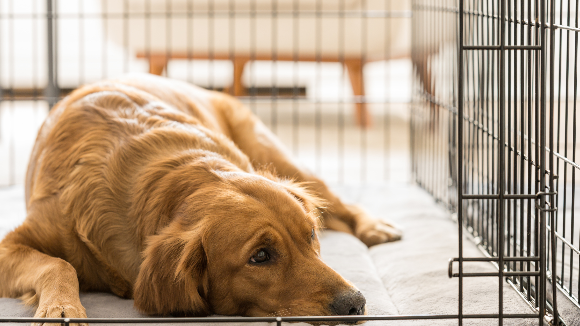 A dog lying in a crate. 