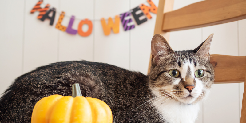 A cat on a chair next to a pumpkin and in front of a sign that reads "Halloween."