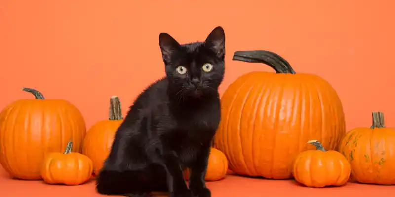 Halloween Safety Tips for Cats