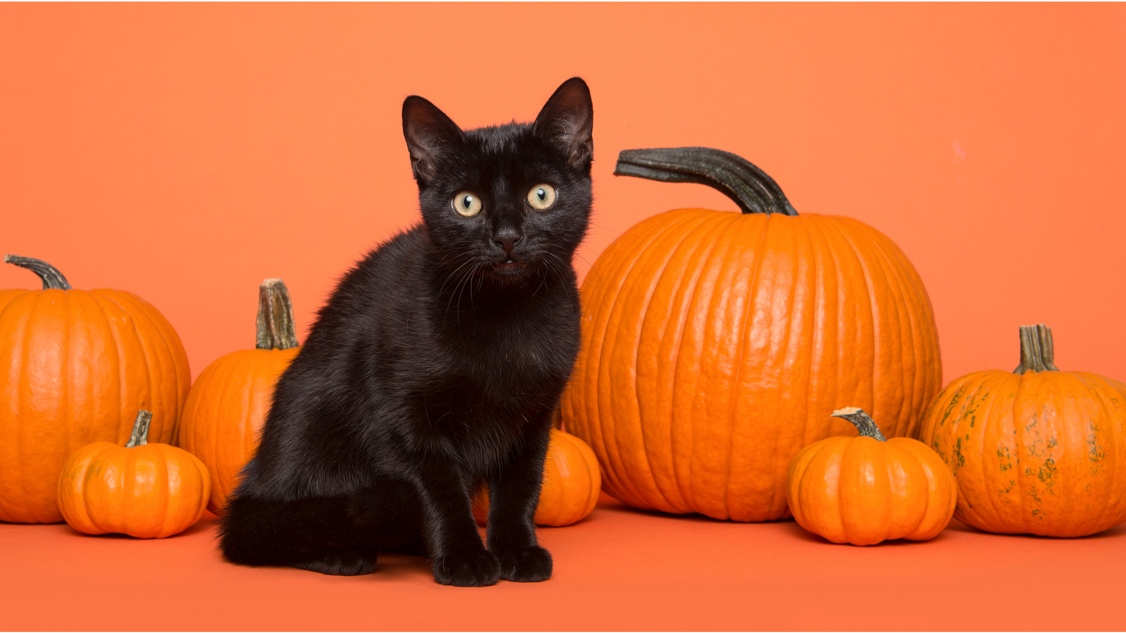 Halloween Safety Tips for Cats