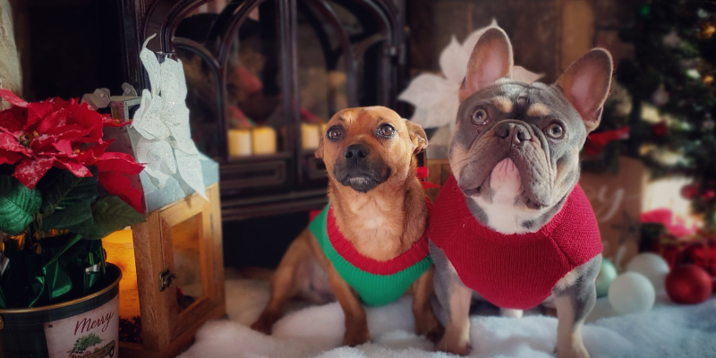 Two dogs in holiday sweaters sitting in front of a fireplace surrounded by holiday decorations.