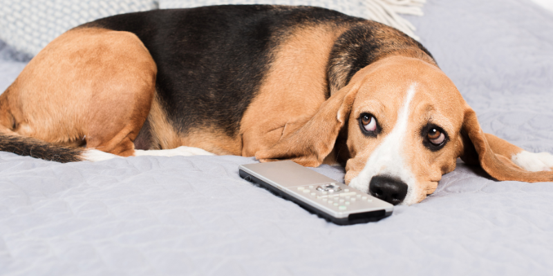 A dog lying on the couch next to a TV remote. 