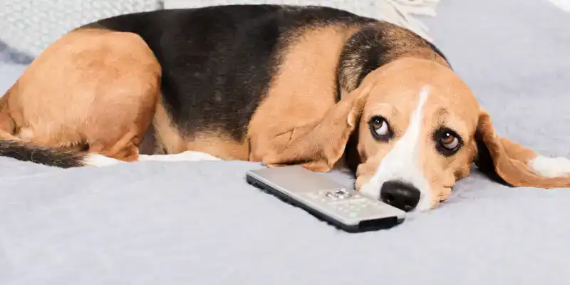 What to Do if Your Pet Ingests a Battery