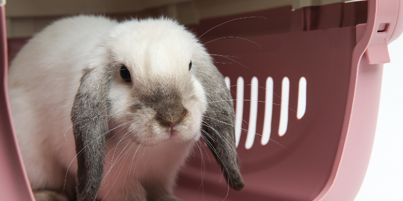 A rabbit inside a pink carrier for transportation.