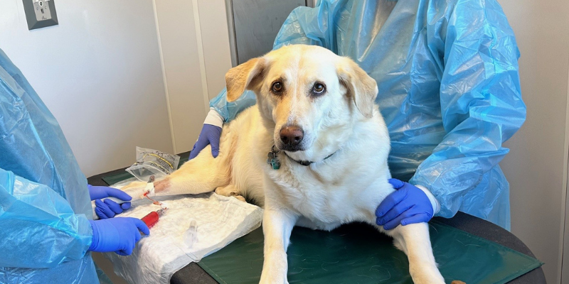 Two veterinary technicians in full PPE administering chemotherapy to a dog at Animal Emergency & Referral Center of Minnesota.