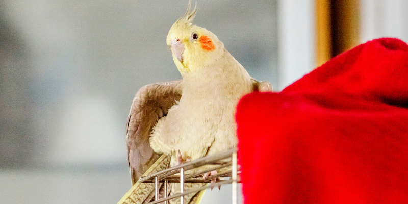 A cockatiel on top of a bird cage with a red blanket.