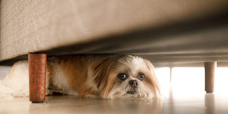 A dog hiding underneath a couch.