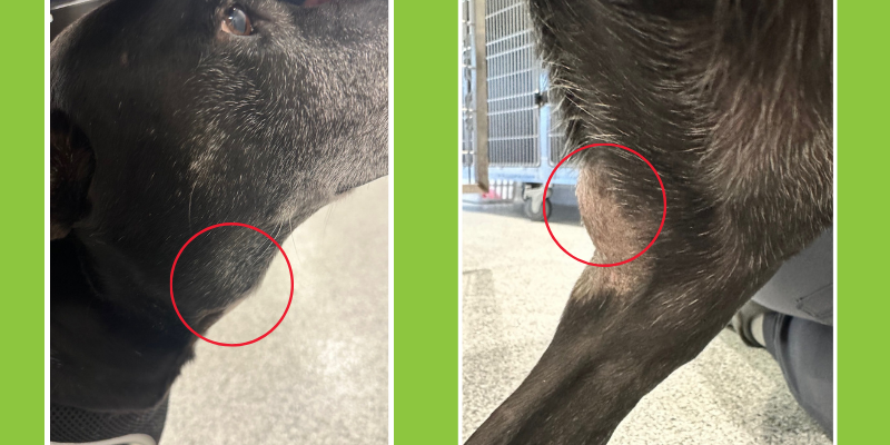 Two photos that show close-ups of lumps on a dog that visited Animal Emergency & Referral Center of Minnesota's Oncology Service. 
