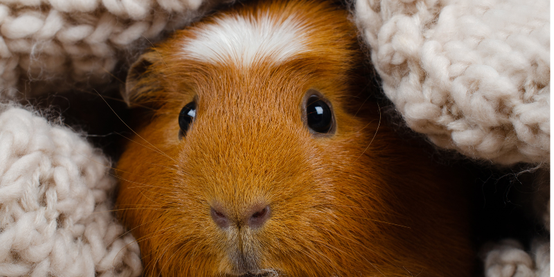 A guinea pig snuggled in a cozy, warm blanket.