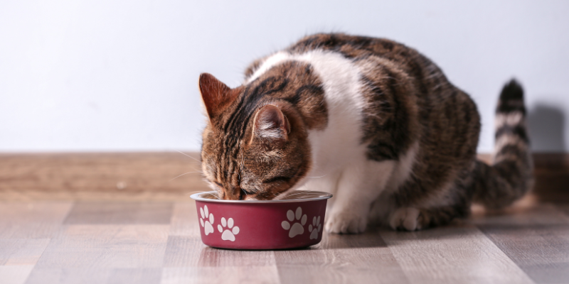 A cat eating out of a food dish.