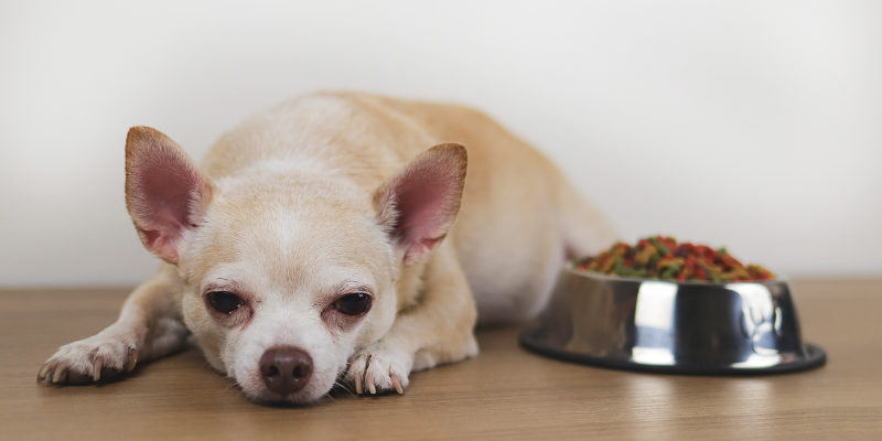 A sick elderly chihuahua lying down next to a bowl full of food.