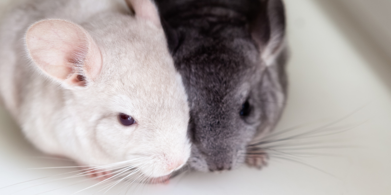 Two chinchilla bond mates snuggling.