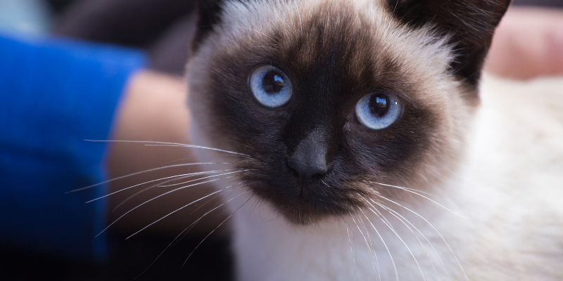 A Siamese cat with owner.
