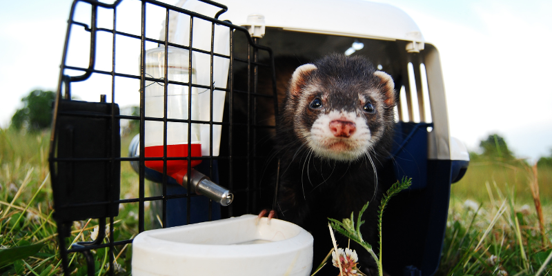 A ferret in a carrier with a water dispenser outside in grass. 