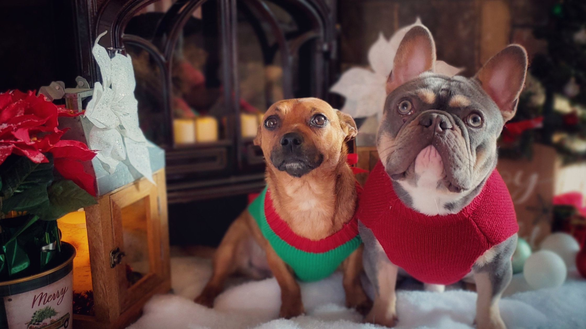 Holiday Cheer or Pet Fear?