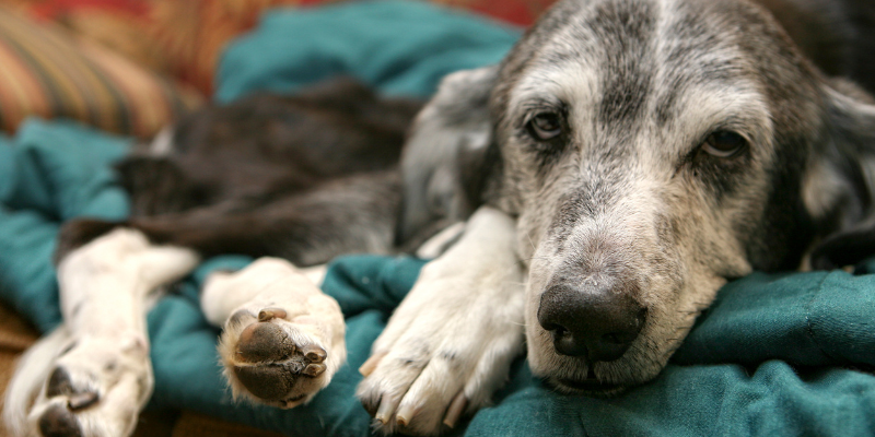 A sick dog lying on a dog bed with a blanket.