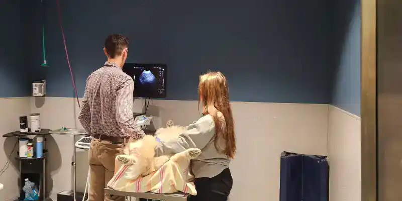 Dr. Nevins, a board-certified veterinary radiologist, performing an ultrasound on a dog at Animal Emergency & Referral Center of Minnesota.