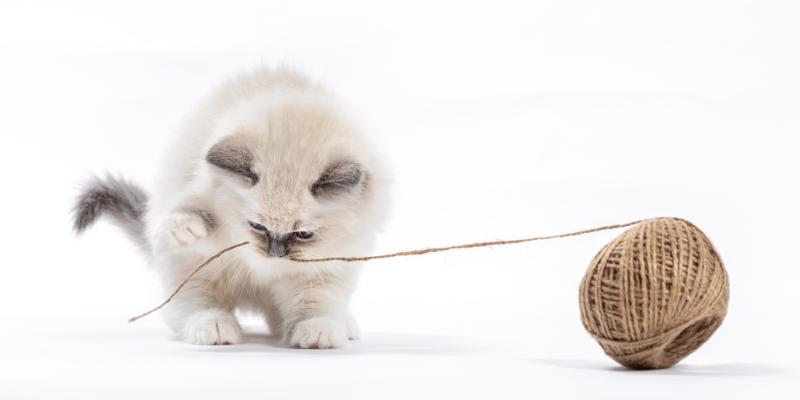 A cat pulling on a ball of string with the string in its mouth.