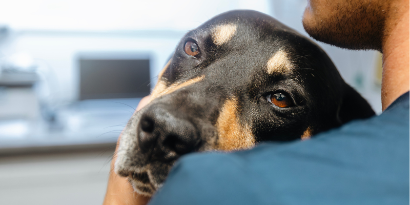 A sick dog leaning into the shoulder of a vet tech.
