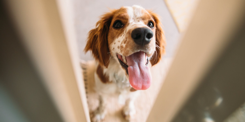 A dog trying to get into a room through a door that is open ajar. 