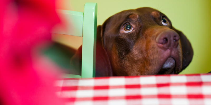 A checkered tablecloth with a dog looking up with puppy eyes.