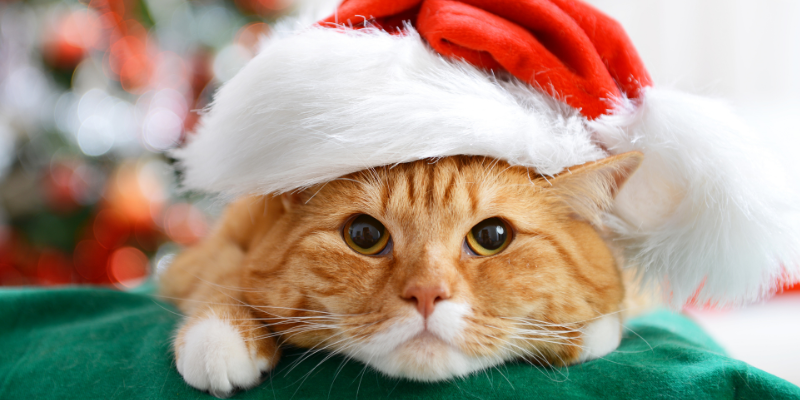 A cat wearing a Santa hat.