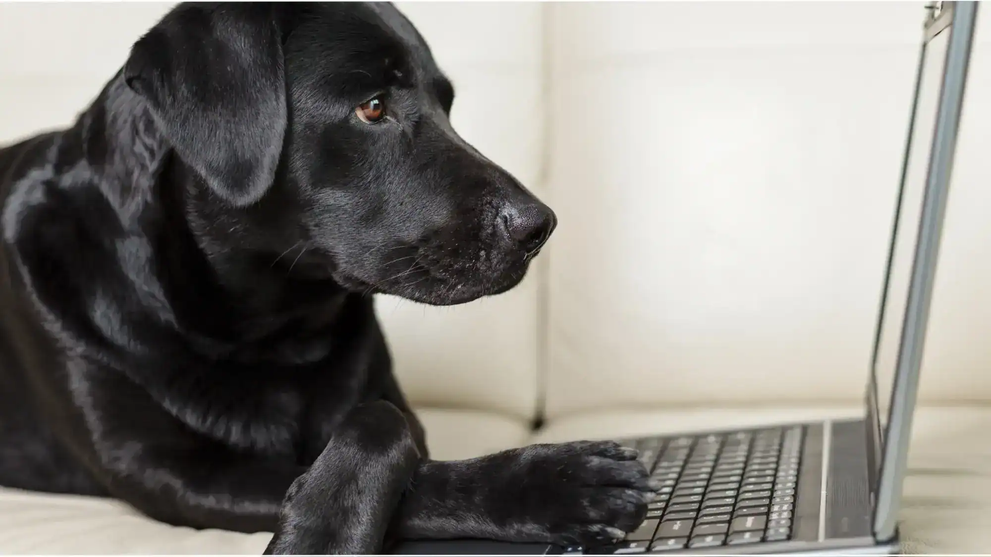 A dog on the couch in front of a laptop.