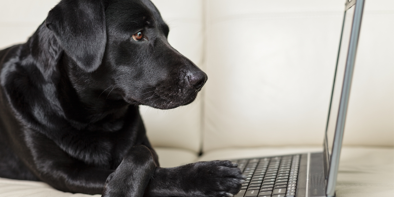 A dog on the couch in front of a laptop.