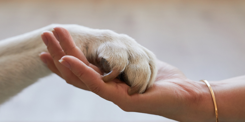 A woman holding her hand out with a dog's paw on top of it. 