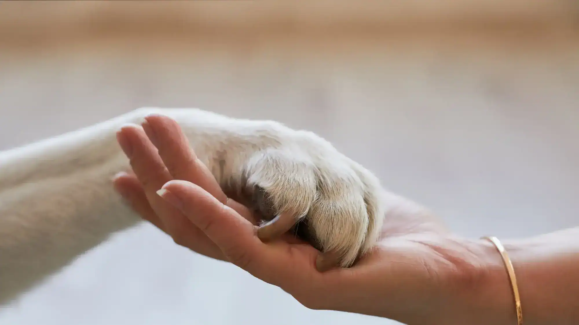 A woman holding her hand out with a dog's paw on top of it.