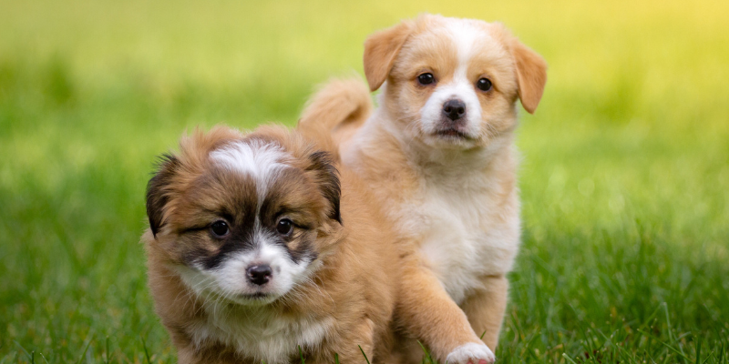 Two puppies running in the grass.