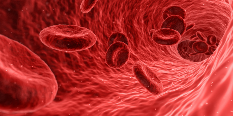 Red blood cells flowing through bloodstream.