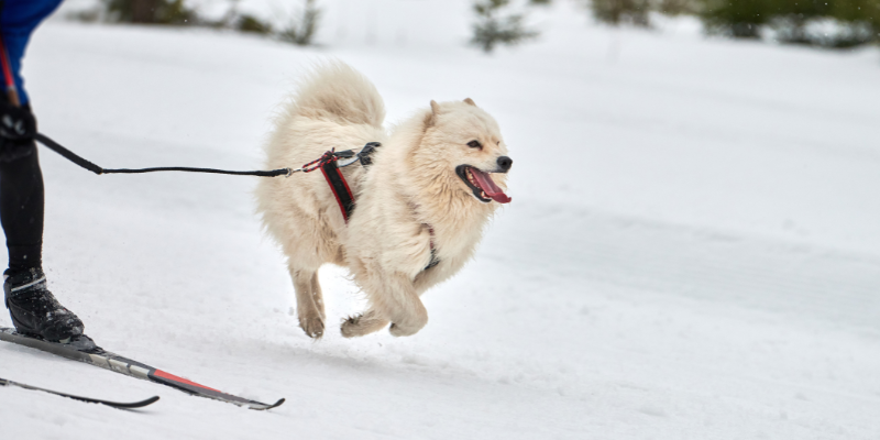 A dog skijoring with owner on winter trail
