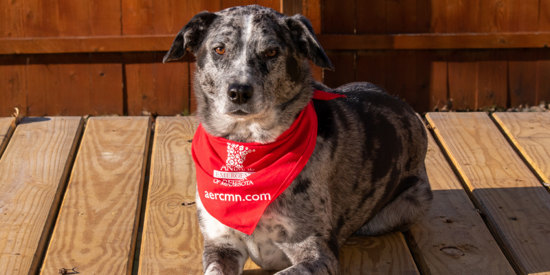 Dog wearing red blood donor bandana.