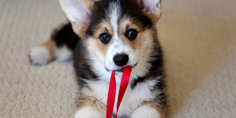 A puppy biting on a red leash.