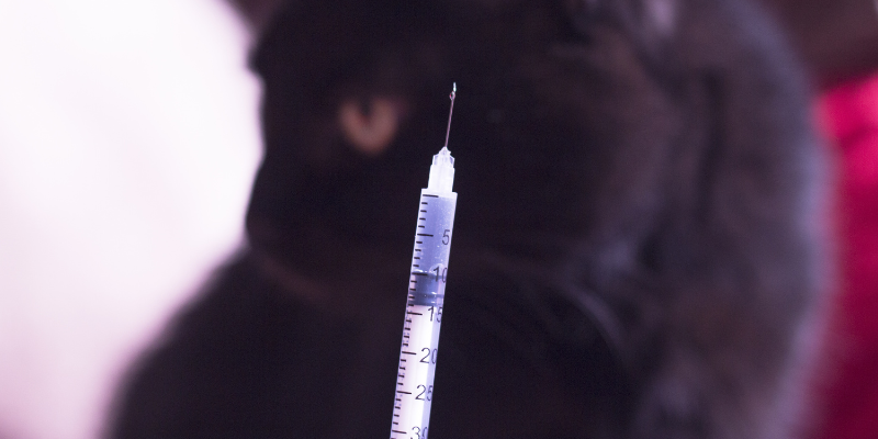 A small syringe with a black cat in the background.