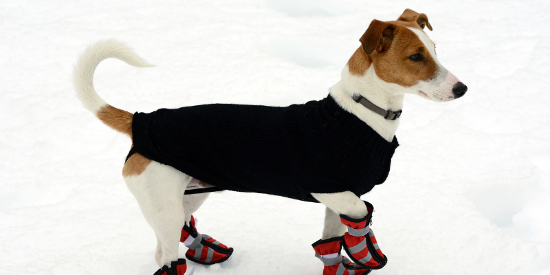 A dog wearing a jacket and booties while walking in the snow.