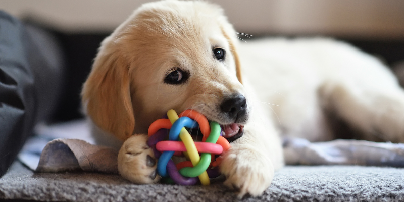 A puppy biting a toy.