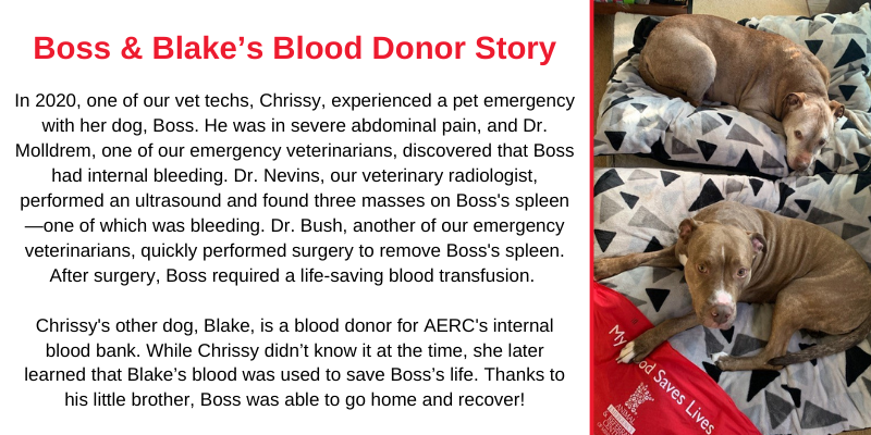 A graphic shows text that reads: "In 2020, one of our vet techs, Chrissy, experienced a pet emergency with her dog, Boss. He was in severe abdominal pain, and Dr. Molldrem, one of our emergency veterinarians, discovered that Boss had internal bleeding. Dr. Nevins, our veterinary radiologist, performed an ultrasound and found three masses on Boss's spleen—one of which was bleeding. Dr. Bush, another of our emergency veterinarians, quickly performed surgery to remove Boss's spleen. After surgery, Boss required a life-saving blood transfusion. Chrissy's other dog, Blake, is a blood donor for AERC's internal blood bank. While Chrissy didn’t know it at the time, she later learned that Blake’s blood was used to save Boss’s life. Thanks to his little brother, Boss was able to go home and recover!" An image of Blake and Boss at home is next to the text.