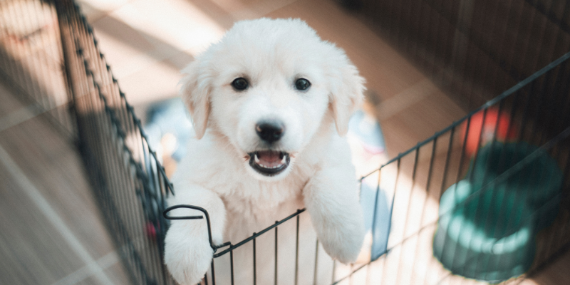 A puppy jumping up to the top of an exercise pen. 