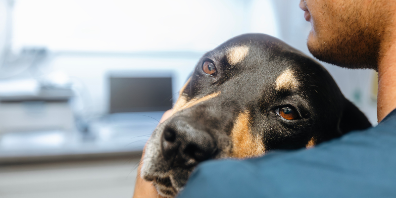 A sick dog lying head on the shoulder of a vet tech wearing blue scrubs.