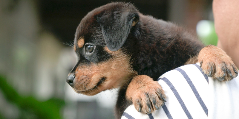 A person holding a puppy, who has their paws on the person's shoulders.