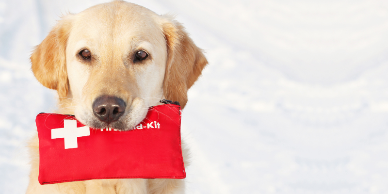 A dog holding a small pet first aid kit in it's mouth while out in the snow.