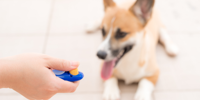 Someone holding a clicker and a puppy in the background lying down on the floor. 